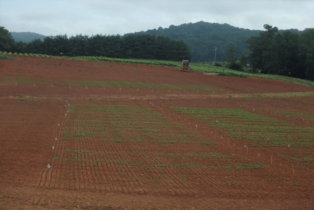 Newly planted industrial hemp trial in Waynesville, NC.