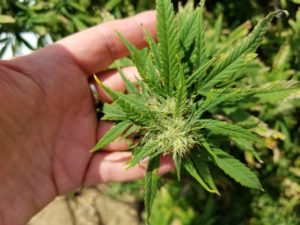 Hemp in hand