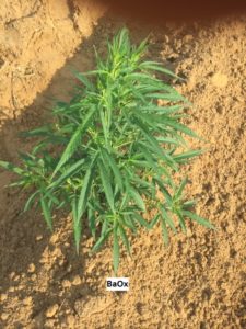 Cover photo for Early Planted Hemp