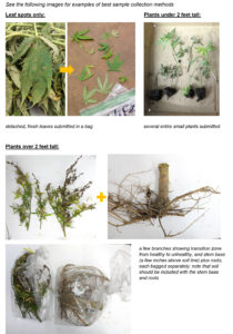 instructions for submitting samples to the Plant Disease and Insect Clinic