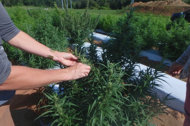 A hemp floral sample being cut from a hemp plant in the field