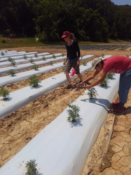young hemp plants growing on white plastic and two workers