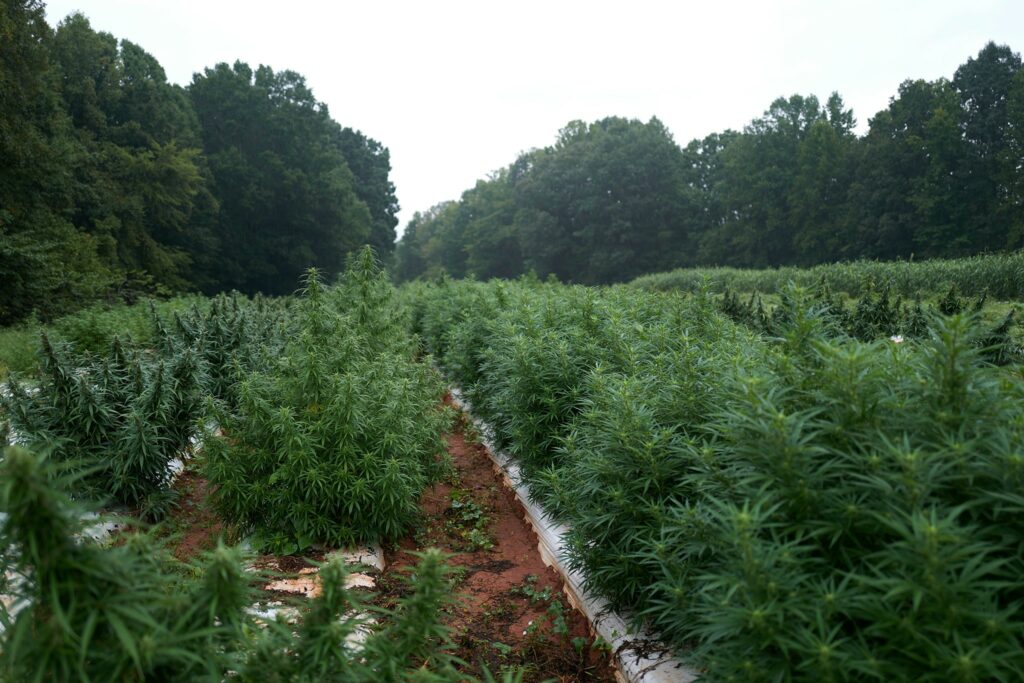 Hemp field in eastern NC