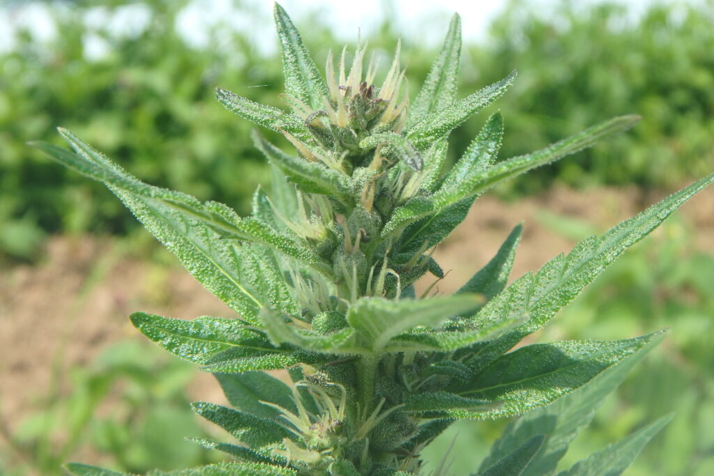 toop of young hemp plant