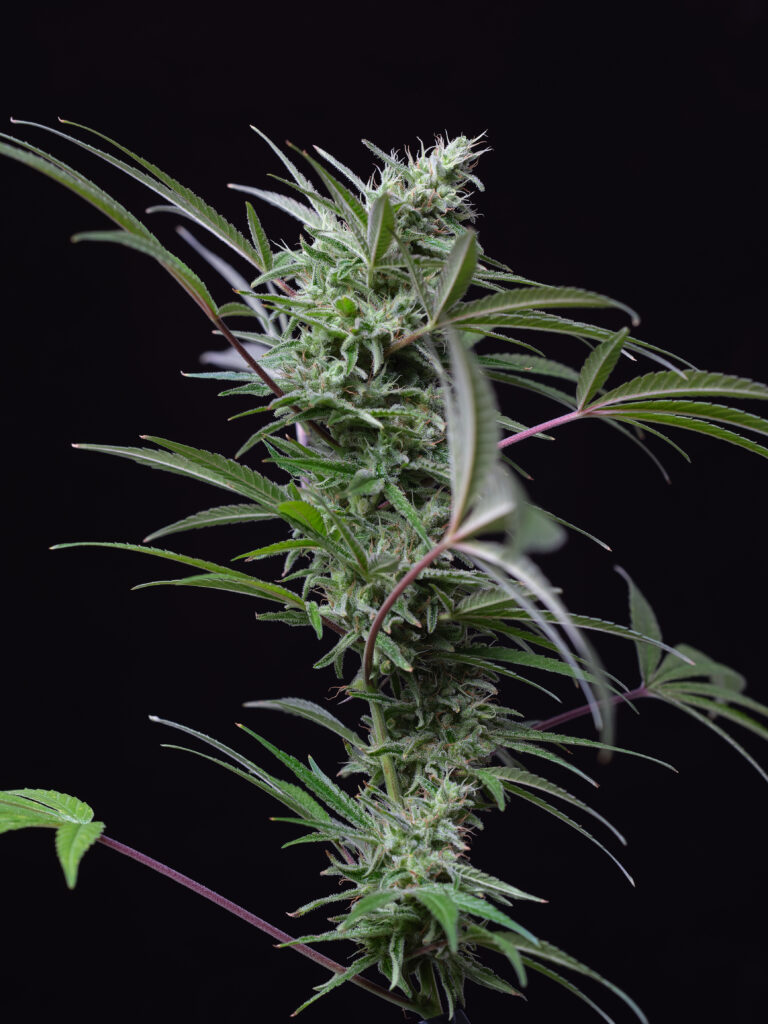 Cherry Wine hemp plant