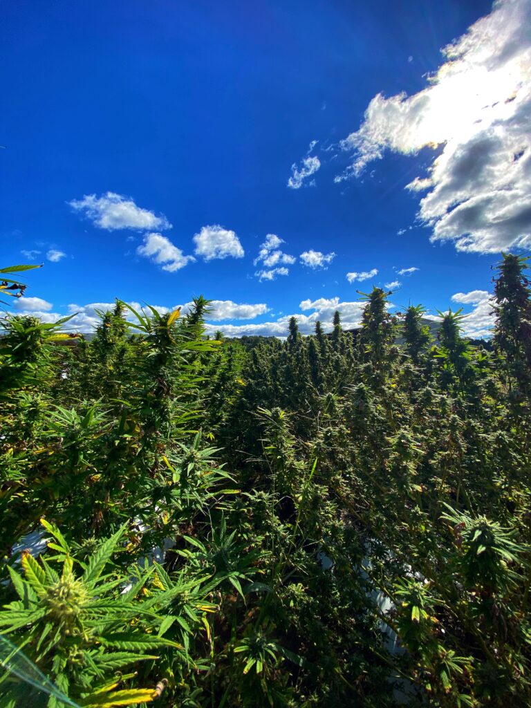 floral hemp growing near harvest time in western NC