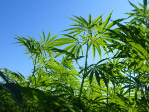 looking at the blue sky from underneath fiber hemp leaves